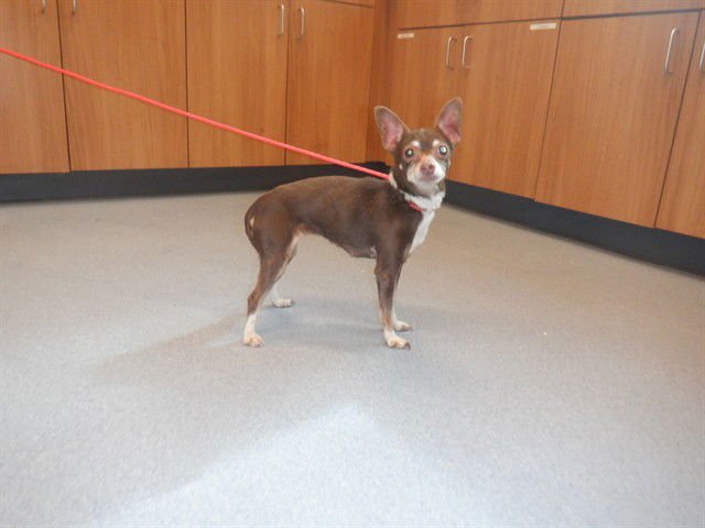 HEIDI - Chihuahua available for adoption