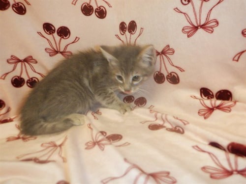 BLUEY - Domestic Short Hair available for adoption