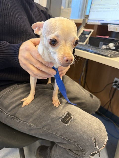 DAISY - Chihuahua available for adoption