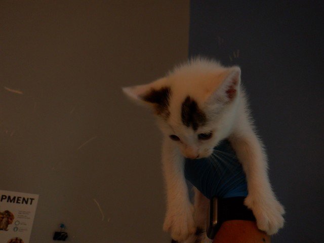 BLUEBERRY Image