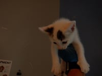 BLUEBERRY - Photo 1
