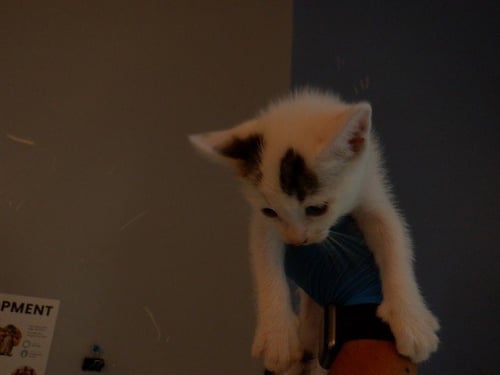 BLUEBERRY - Domestic Short Hair available for adoption