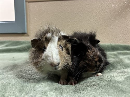 CARL - Guinea Pig available for adoption