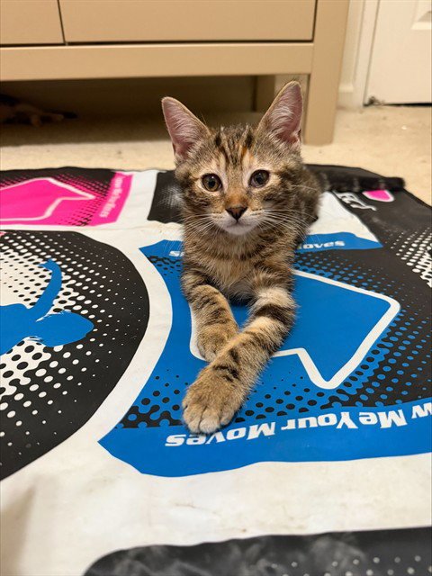 PRINCESS PEACH - Domestic Medium Hair available for adoption
