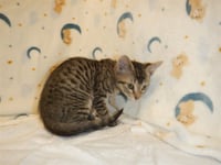 OLIVER - Photo 1