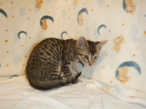 OLIVER - Domestic Short Hair available for adoption