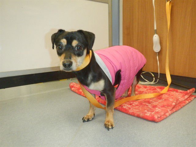 SHARKY - Miniature Pinscher / Dachshund available for adoption