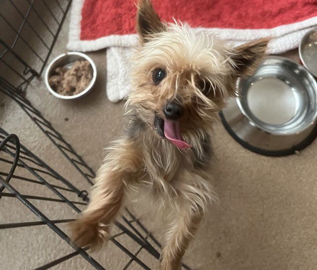 A1401650 - Yorkshire Terrier Yorkie available for adoption