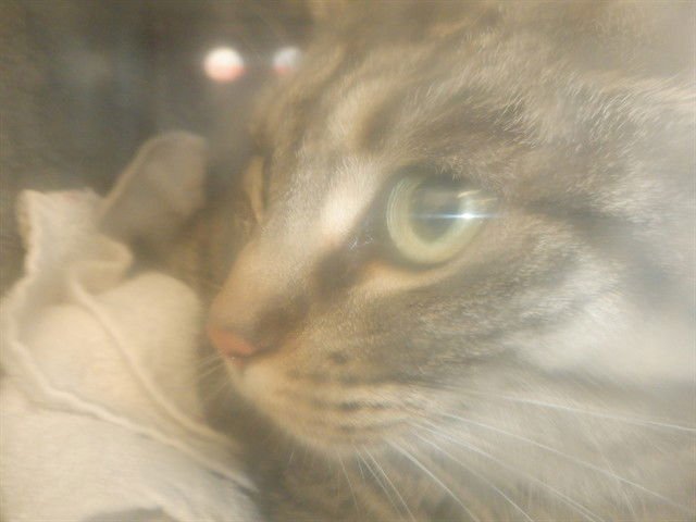 LITTLE SUNSHINE - Domestic Short Hair available for adoption