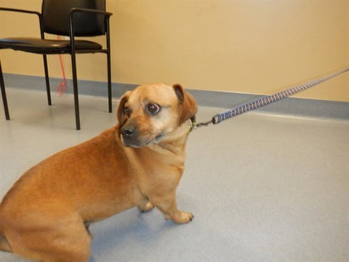 T BONE - Dachshund available for adoption