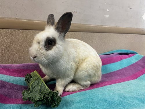 FENDER - Shorthaired Rabbit available for adoption