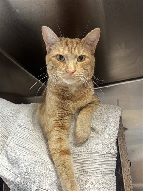 TINKER - Domestic Short Hair available for adoption