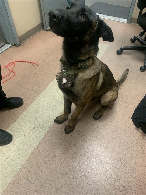 PRINCE - Belgian Shepherd Malinois available for adoption