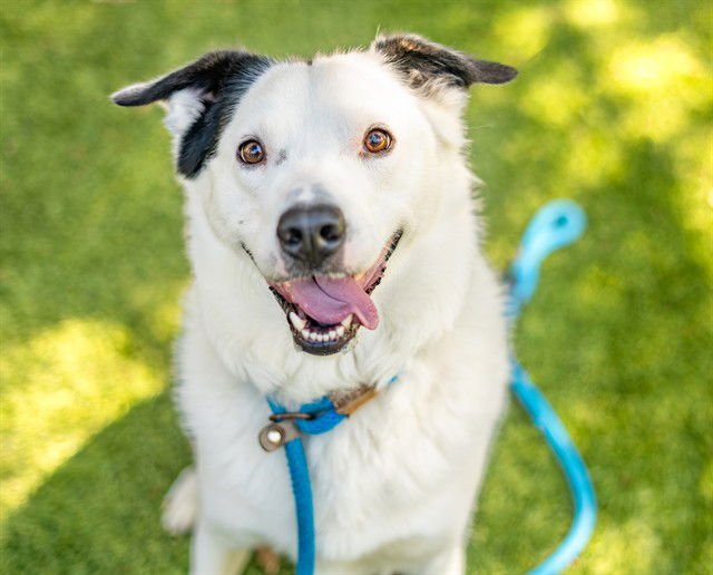 PUMPKIN PIE - Border Collie available for adoption