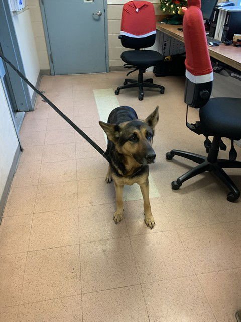 SUNSHINE - German Shepherd Dog available for adoption