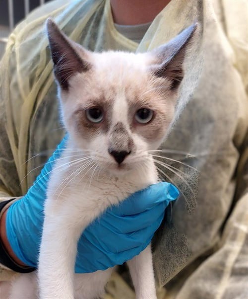 LUCIUS - Domestic Short Hair available for adoption