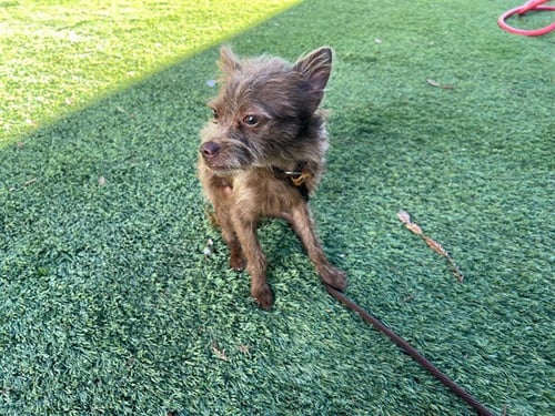CHOCO - Chihuahua / Rat Terrier available for adoption
