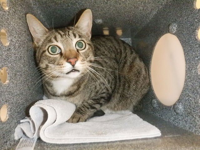 A1402775 - Domestic Short Hair available for adoption