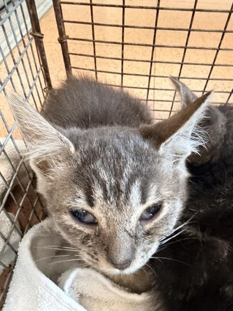 AEOWYNN - Domestic Short Hair available for adoption