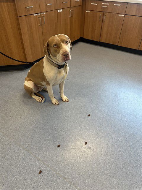 A1402098 - Pit Bull Terrier available for adoption