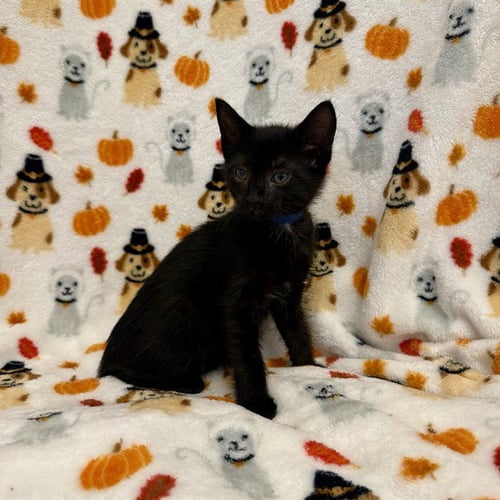 BLUE JEANNIE - Domestic Short Hair available for adoption