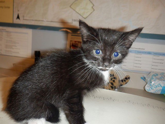 VALENTINA - Domestic Medium Hair available for adoption