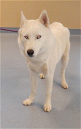 SAILOR - Husky available for adoption