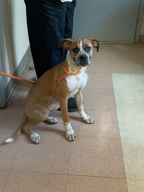 MAGNOLIA - Boxer available for adoption