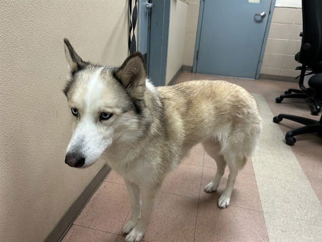 SOLSTICE - Husky available for adoption