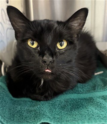 BUFFY - Domestic Long Hair available for adoption