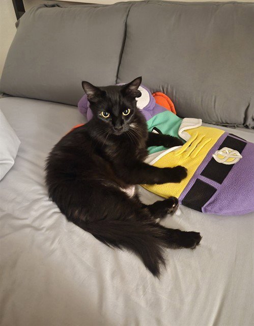 BUFFY - Domestic Long Hair available for adoption