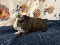 PUMBAA - Photo 1