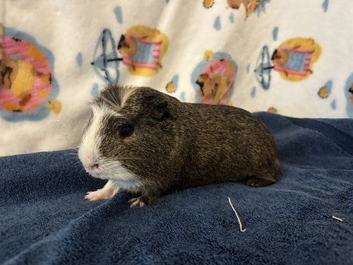 PUMBAA - Guinea Pig available for adoption