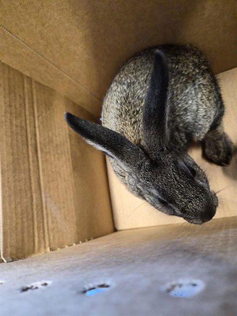 CHESTNUT - Dutch available for adoption