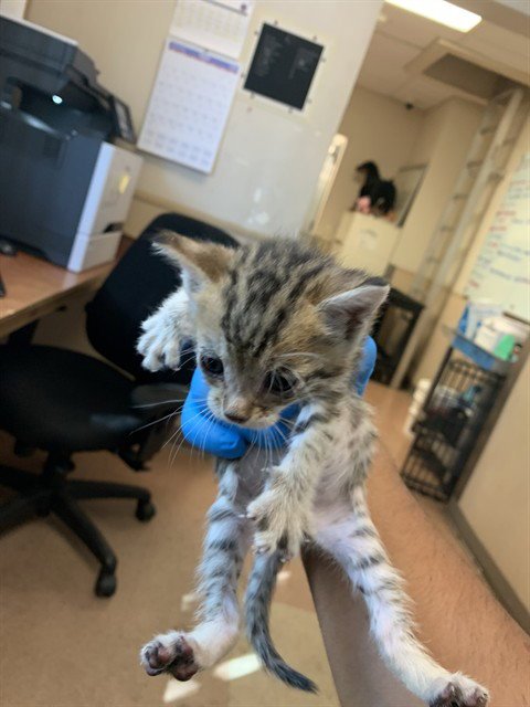 FIYERO - Domestic Short Hair available for adoption