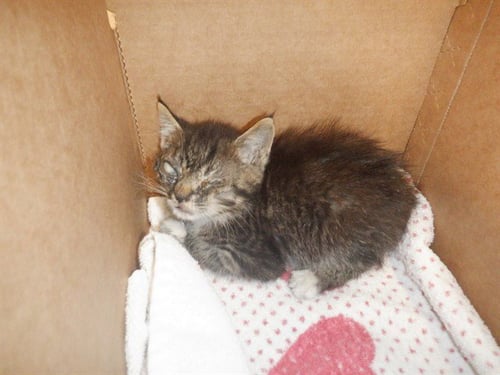 MONEY - Domestic Short Hair available for adoption