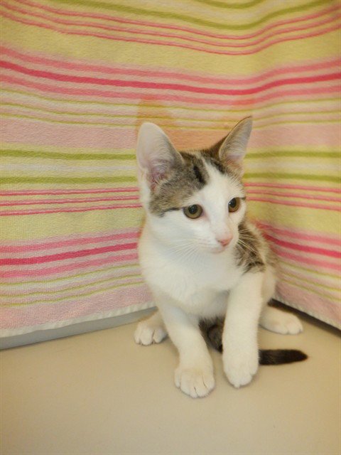 PETUNI - Domestic Short Hair available for adoption