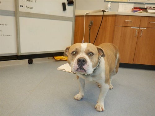 MAGGIE - Pit Bull Terrier available for adoption