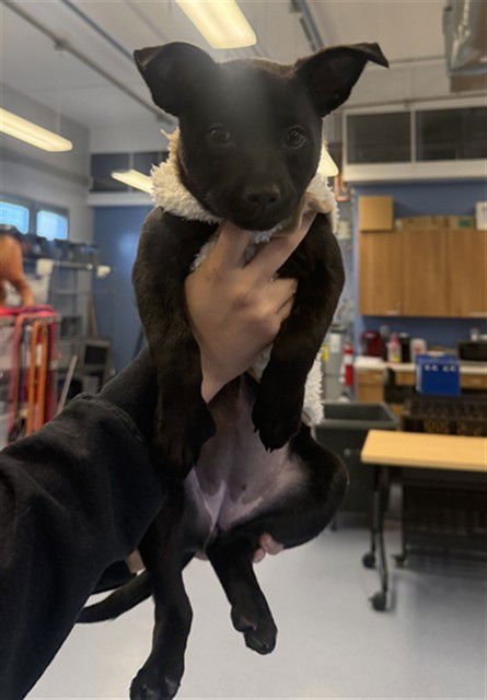 MIA MARACA - Chihuahua / Labrador Retriever available for adoption