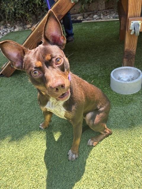 FOXY - Australian Cattle Dog/Blue Heeler available for adoption