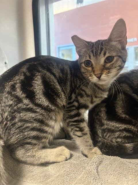 LULU LILY - Domestic Short Hair available for adoption