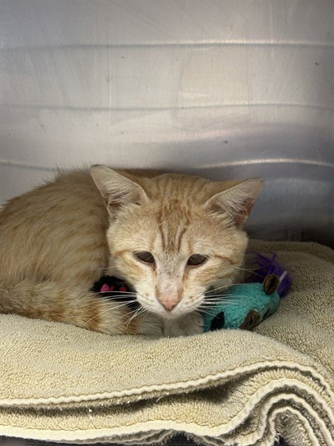 DARWIN - Domestic Short Hair available for adoption