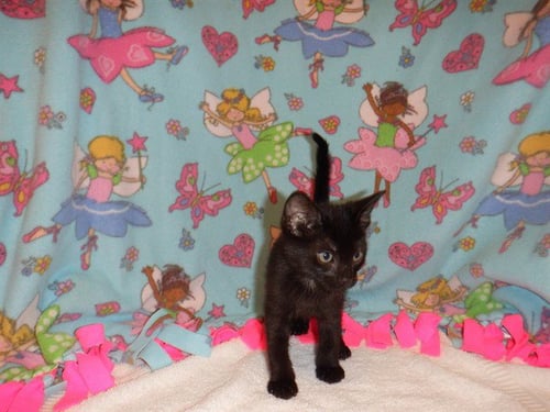 CHESTNUT - Domestic Short Hair available for adoption