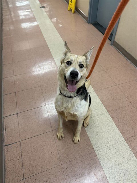 ELLIE WIGGLEBOTTOM - American Foxhound / Shiba Inu available for adoption