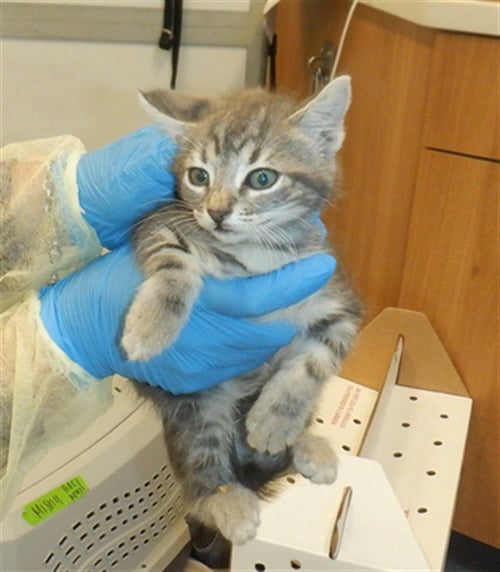 BLOSSOM - Domestic Short Hair available for adoption