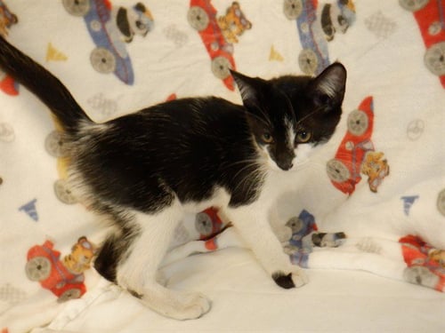 COMET - Domestic Short Hair available for adoption