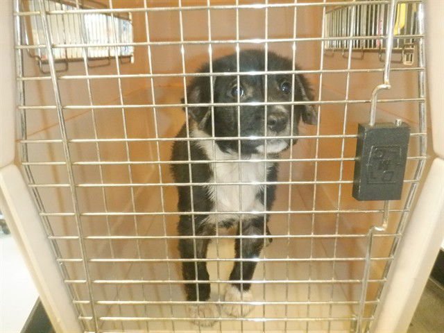 APPLE - German Shepherd Dog / Husky available for adoption