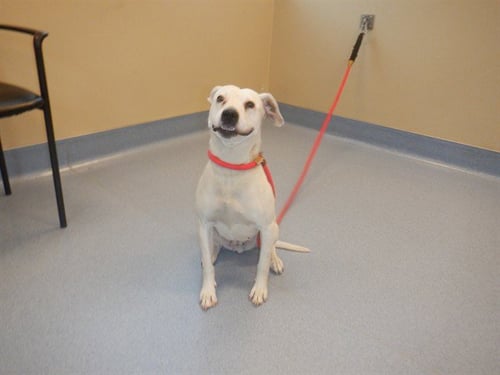 GUMBY - Parson Russell Terrier available for adoption