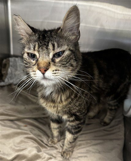 DAFFY - Domestic Short Hair for adoption in San Jose