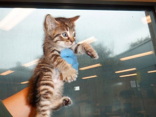 SPIKE - Domestic Short Hair available for adoption